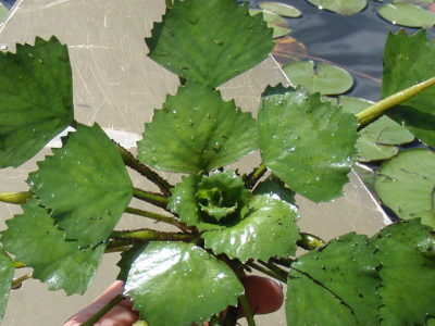 Invasive Plant Species Identification Hike